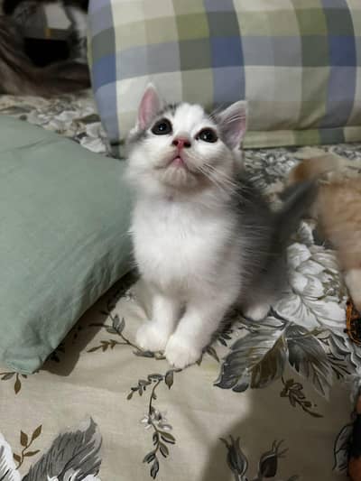 Sami punch face beautiful kittens available