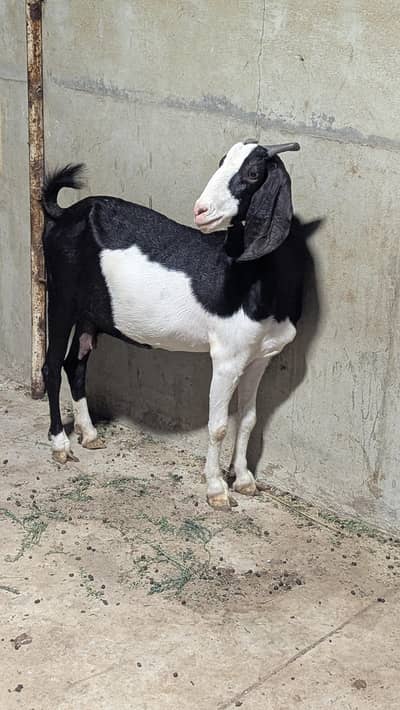 Female Bakri