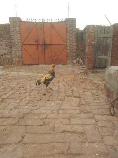 Aseel for sale location hafizabad city