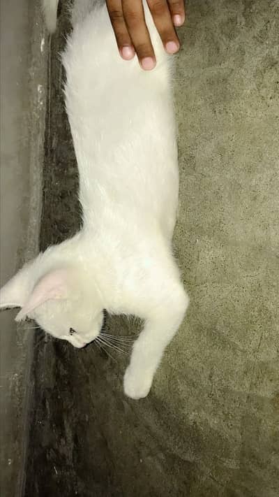 Percian cat okay h no problem bargain hoo jai gi