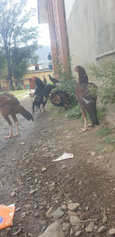 hen. .