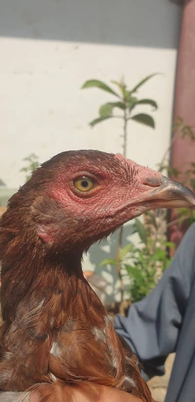 hen. .