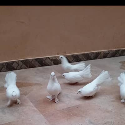 Indian fantail fancy pigeons breeder pair