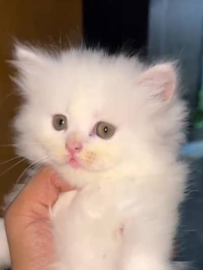 very playful and littre trained