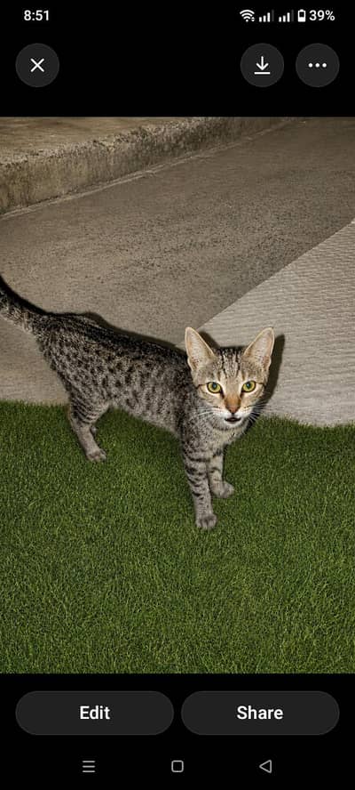 Mr cookie very enjoying and playing cat