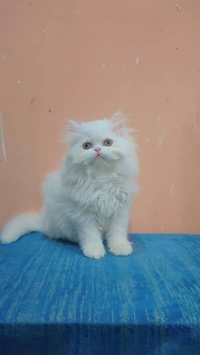 (Persian female kitten) (for sale all) (Pakistan delivery available)