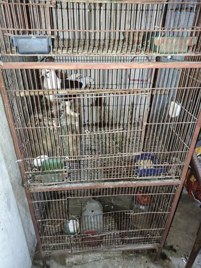 budgies and pigeon with cage