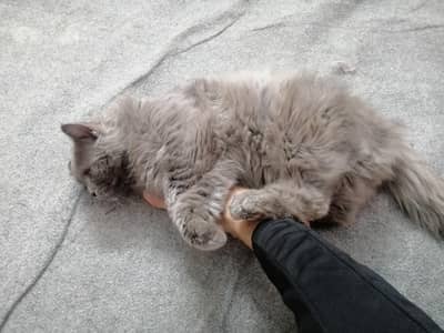 Male cat