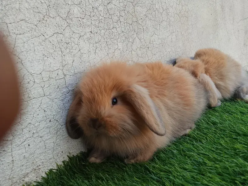 loop bunnies for sale