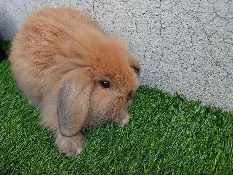 loop bunnies for sale — photo 2
