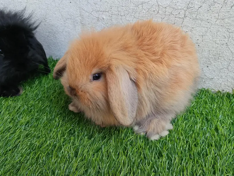 loop bunnies for sale — photo 3