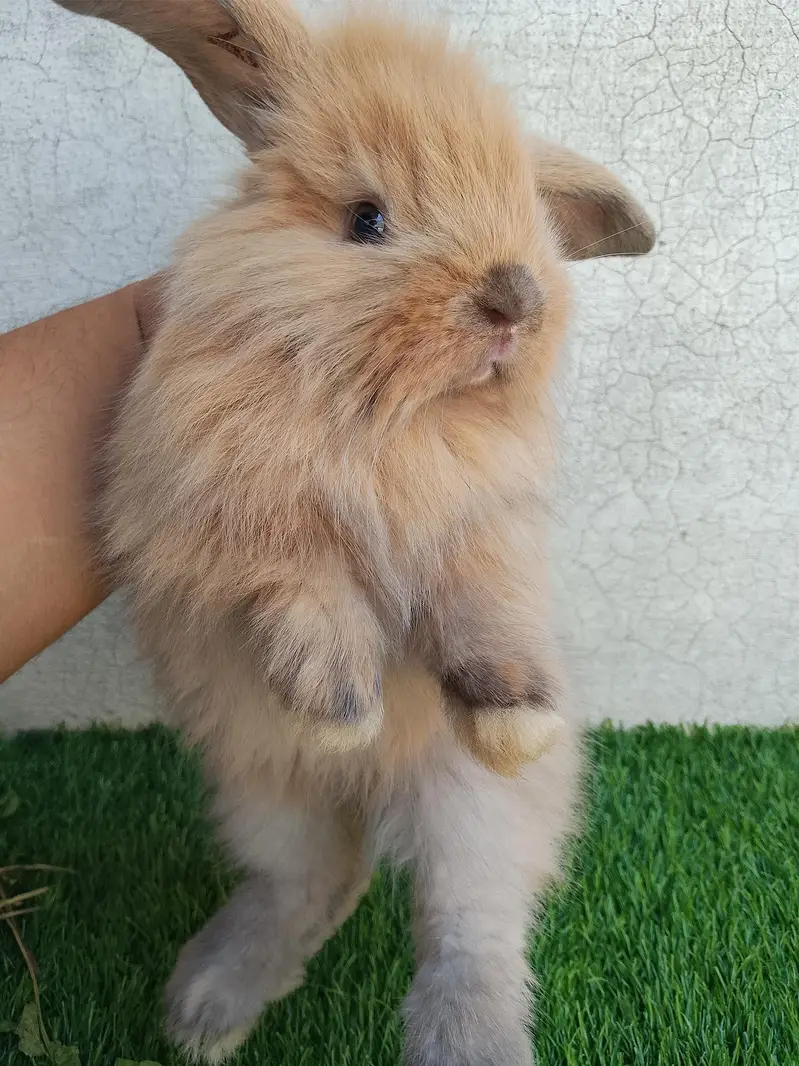 loop bunnies for sale — photo 4