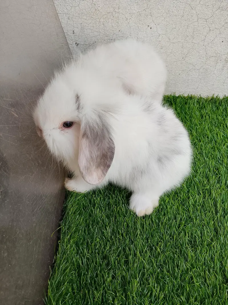 loop bunnies for sale — photo 5