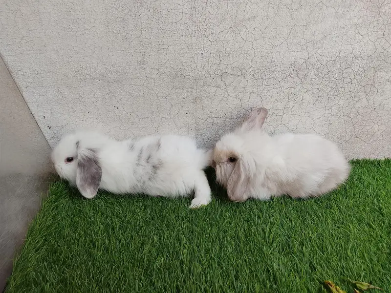 loop bunnies for sale — photo 6