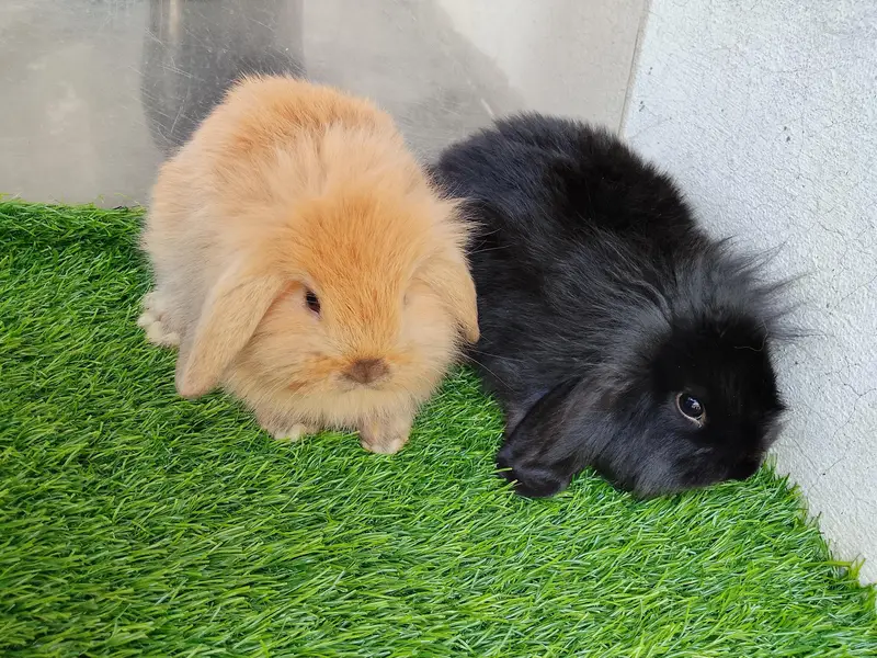 loop bunnies for sale — photo 7