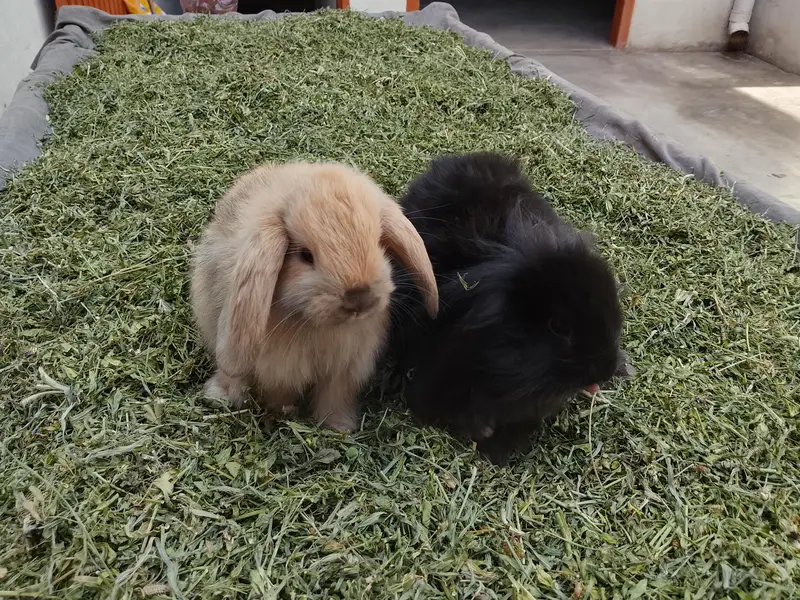 loop bunnies for sale — photo 8