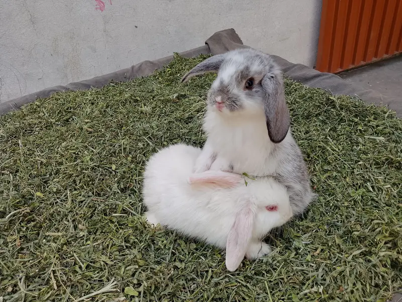 loop bunnies for sale — photo 9