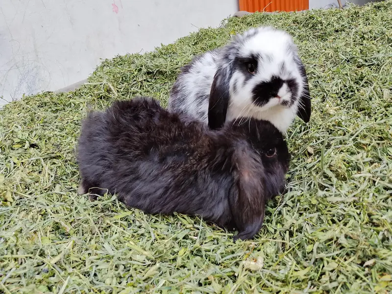 loop bunnies for sale — photo 10
