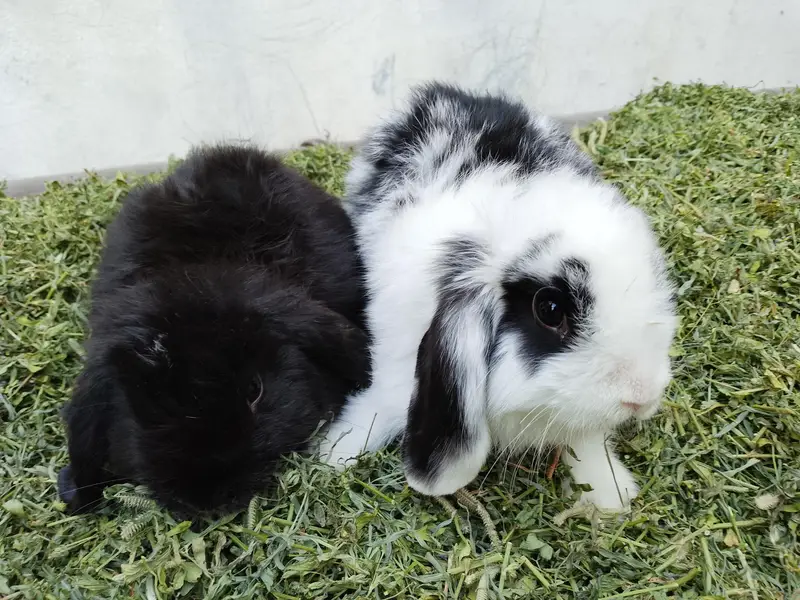 loop bunnies for sale — photo 11