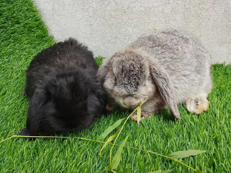 loop bunnies for sale — photo 12