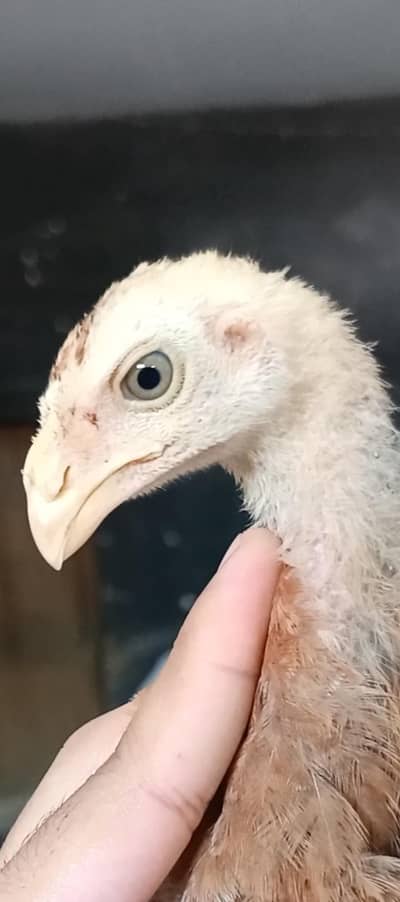 Indian parrot beak crass chick