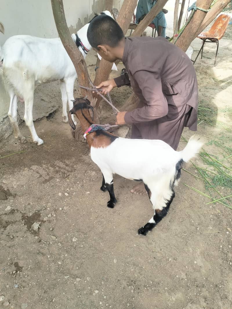 نسل والی بکری 2