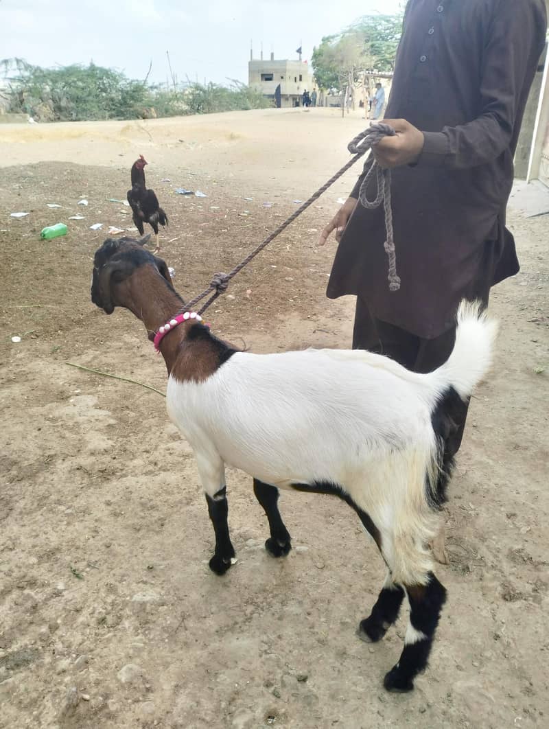 نسل والی بکری 3