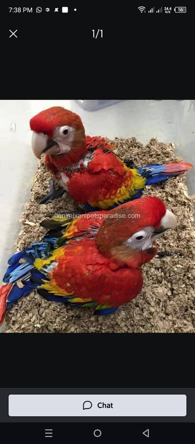 Red macaw parrot for sale 2 month age Whatsapp no 03291198929