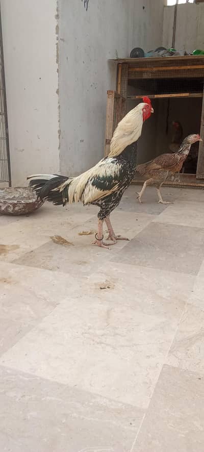 aseel hans and rooster