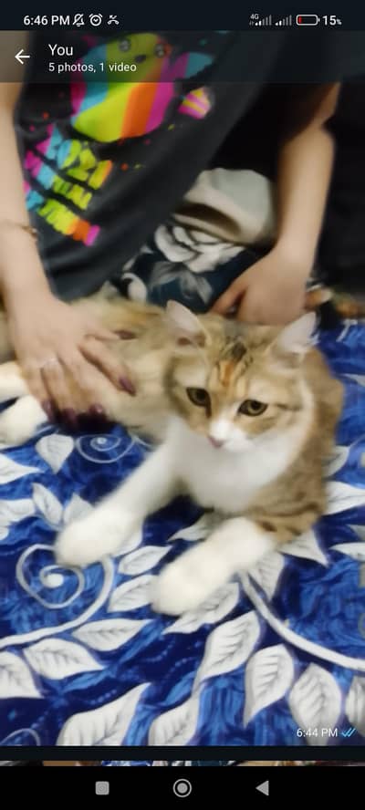 Persian Cat for sale
