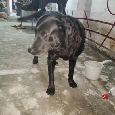 3-Year-Old Black American Labrador for Sale