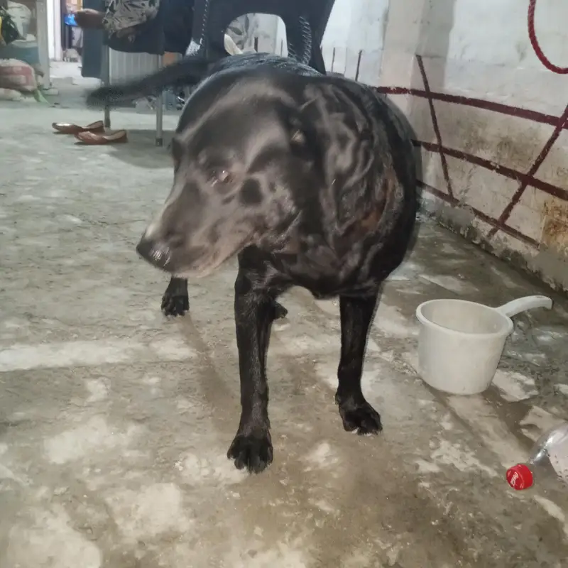 3-Year-Old Black American Labrador for Sale