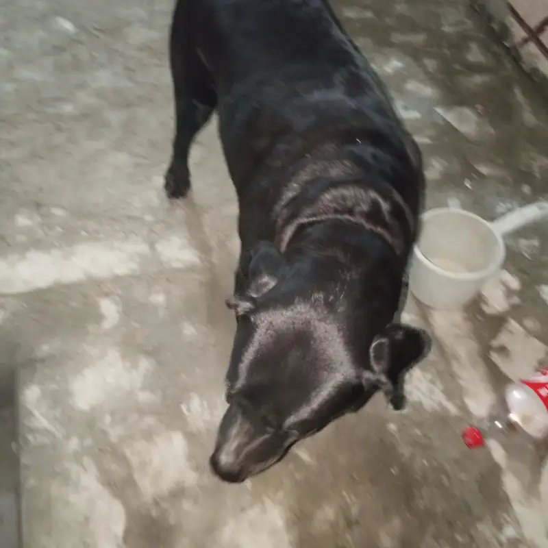 3-Year-Old Black American Labrador for Sale — photo 2