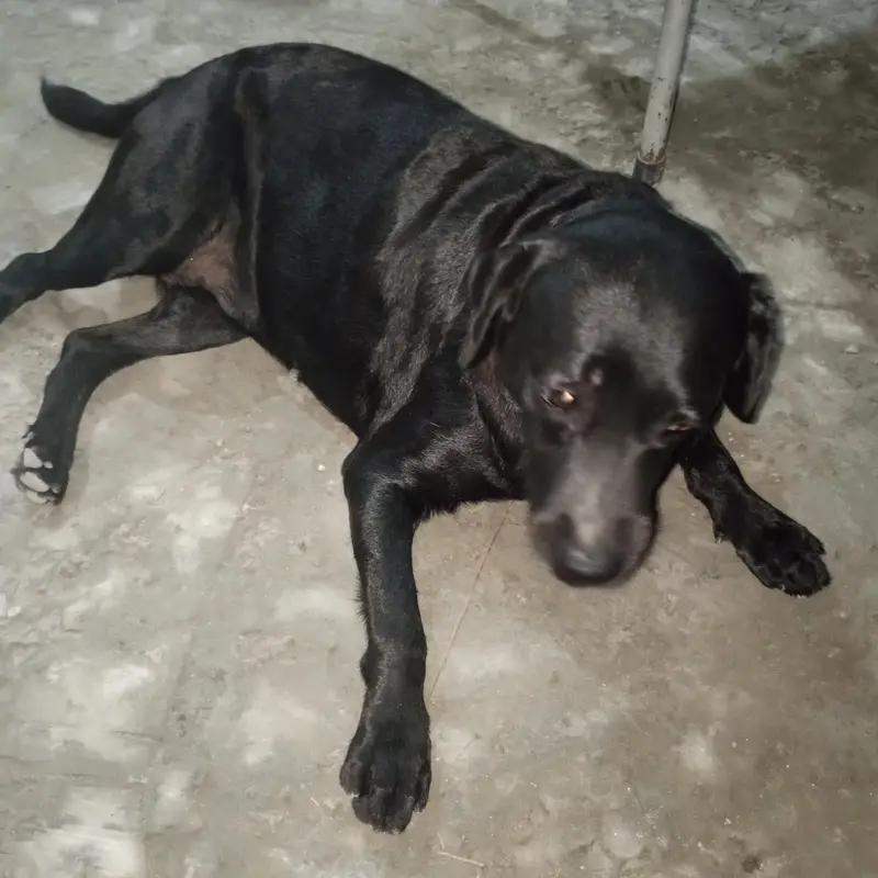 3-Year-Old Black American Labrador for Sale — photo 3