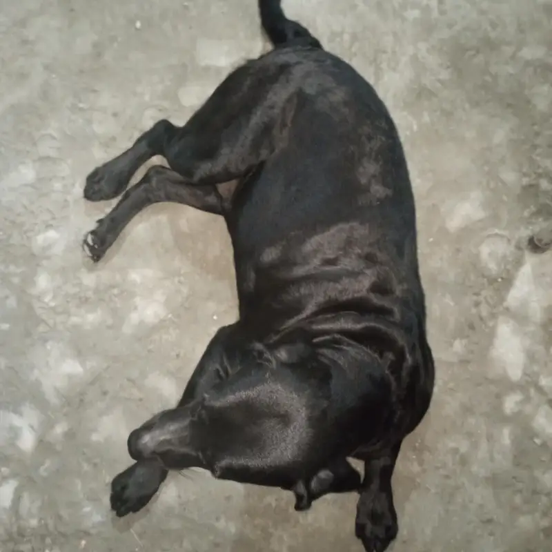 3-Year-Old Black American Labrador for Sale — photo 4