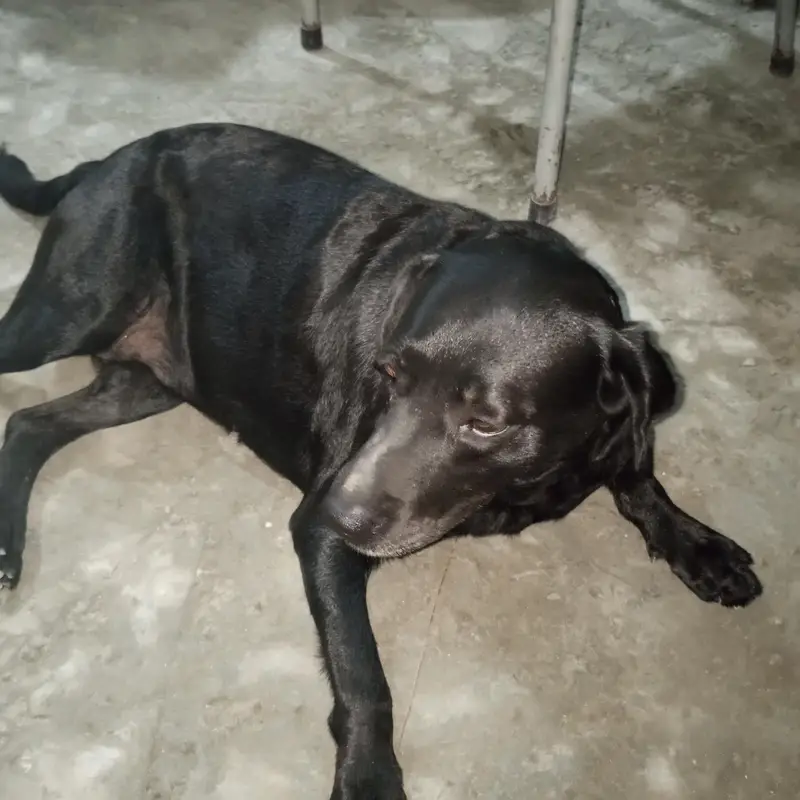 3-Year-Old Black American Labrador for Sale — photo 5