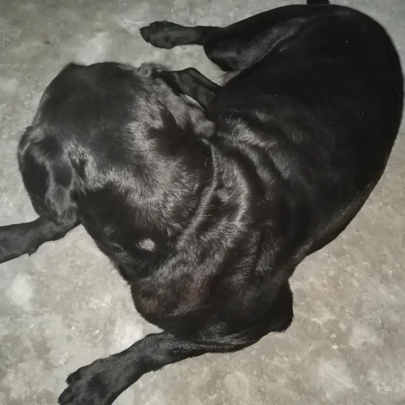 3-Year-Old Black American Labrador for Sale — photo 6