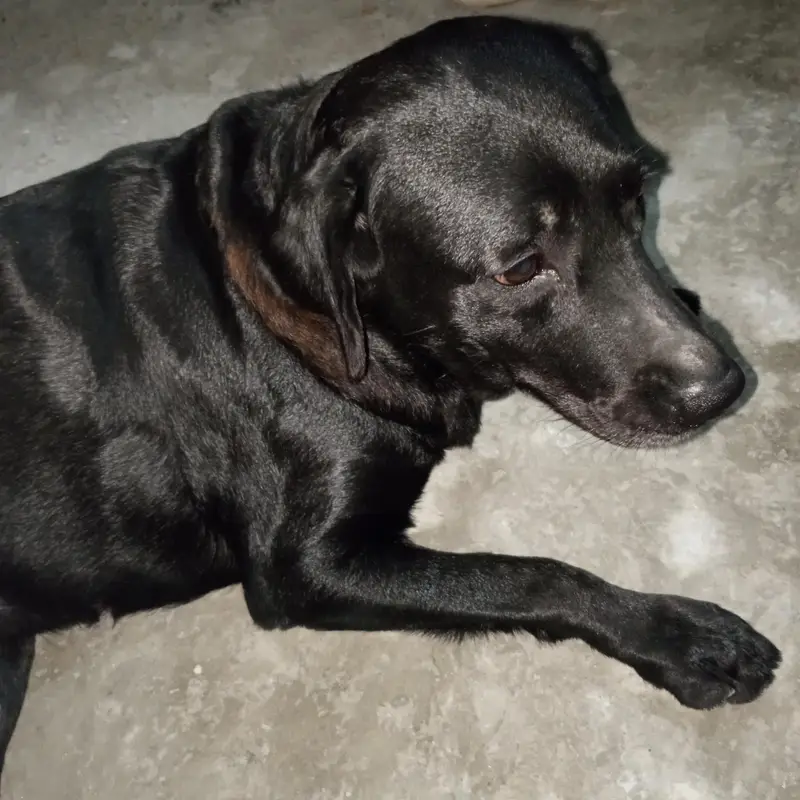 3-Year-Old Black American Labrador for Sale — photo 7