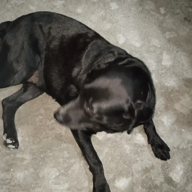 3-Year-Old Black American Labrador for Sale — photo 8
