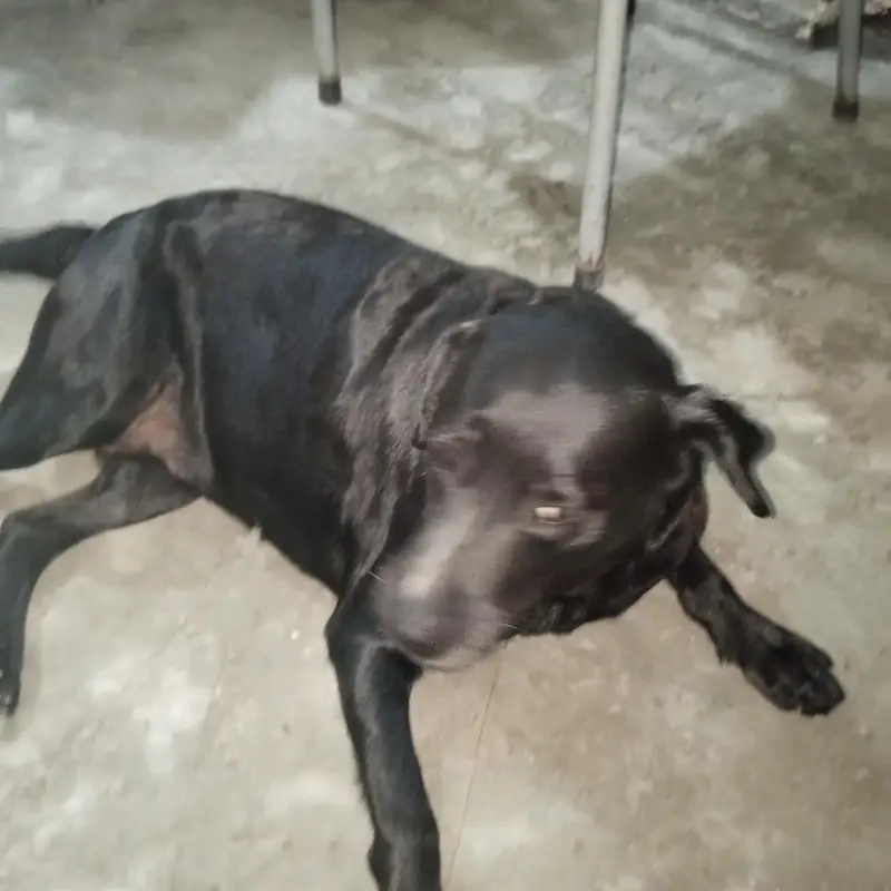 3-Year-Old Black American Labrador for Sale — photo 9