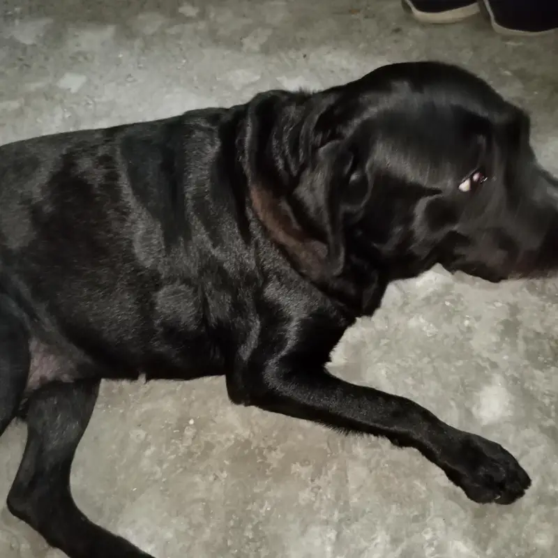 3-Year-Old Black American Labrador for Sale — photo 10