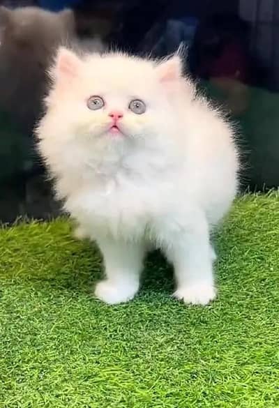 (Persian female kitten) (for sale all) (Pakistan delivery available)