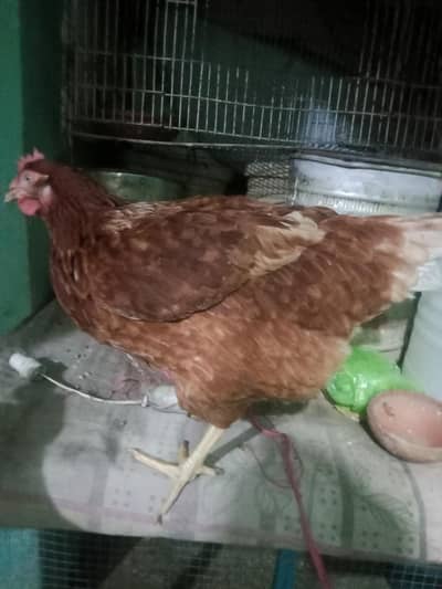 lohman 2 hen