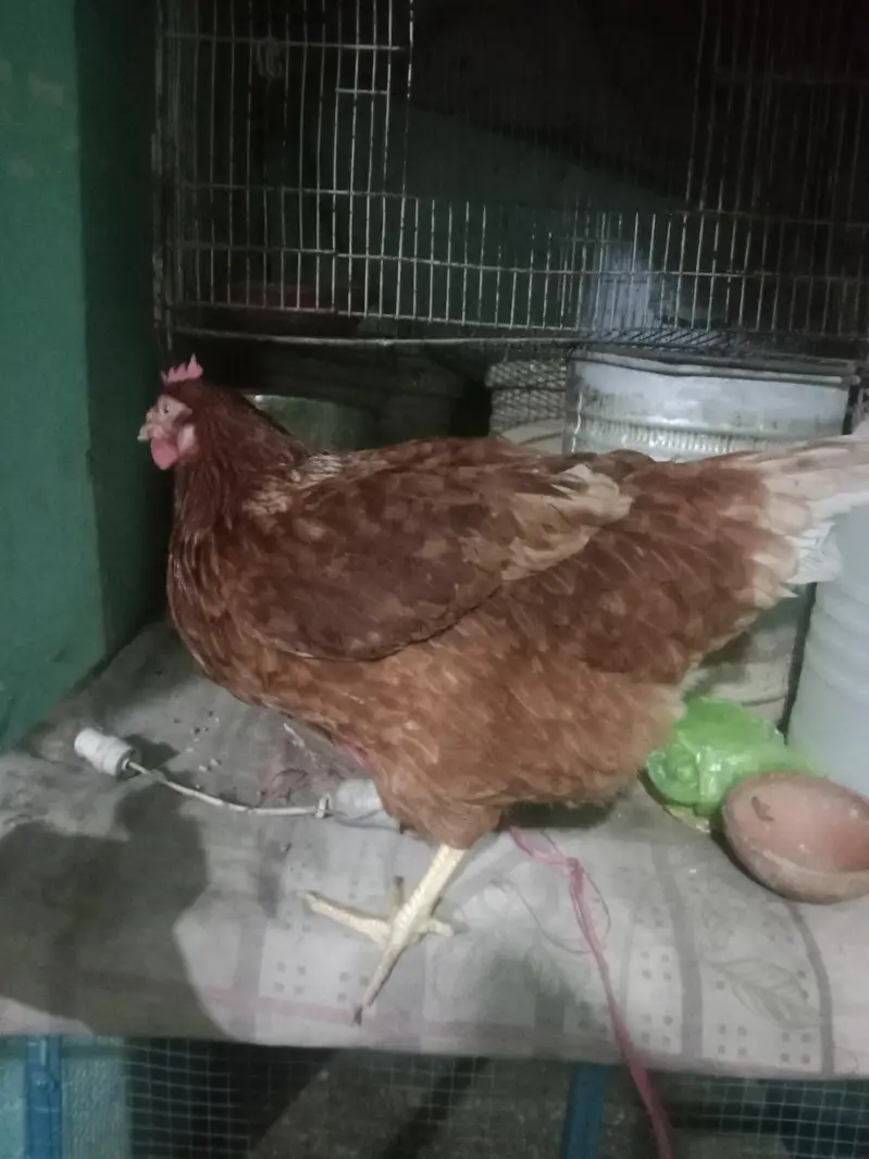 lohman 2 hen — photo 2