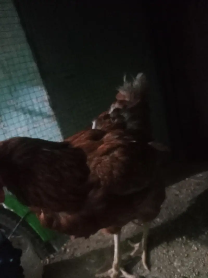 lohman 2 hen — photo 3