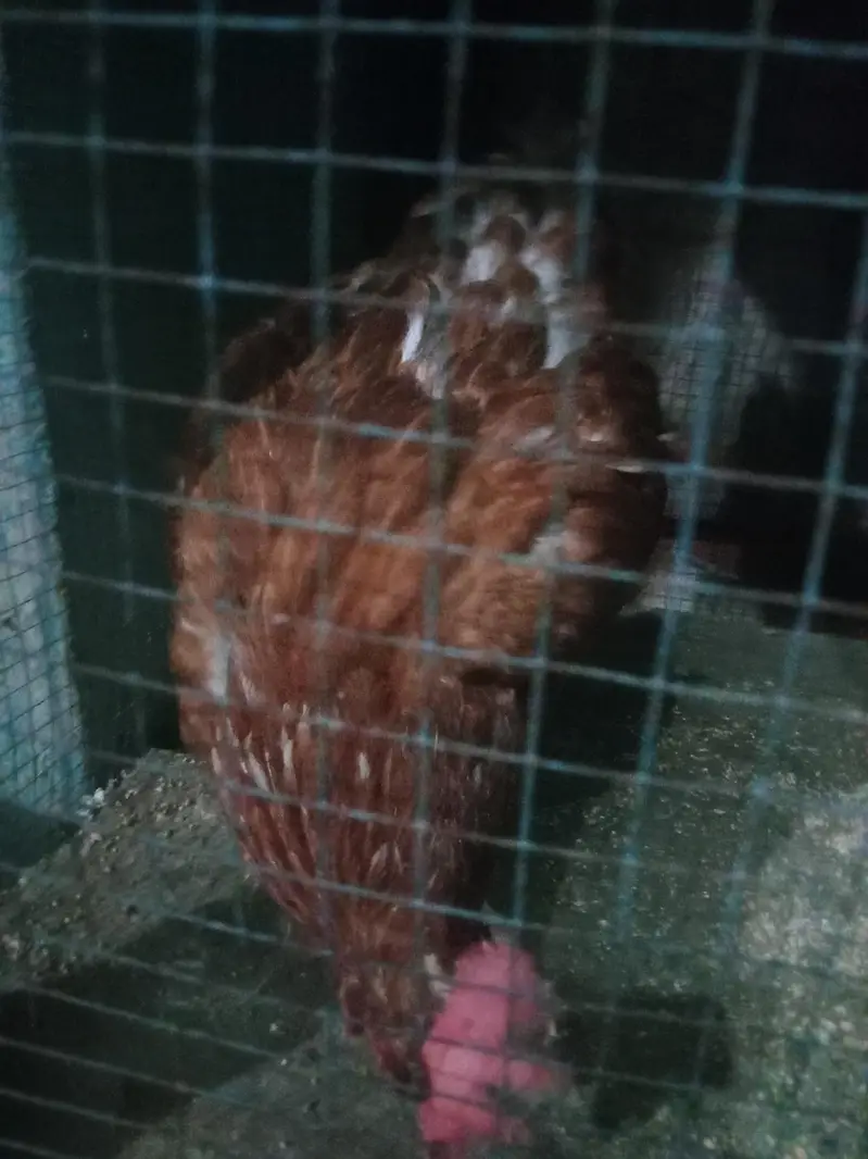 lohman 2 hen — photo 4