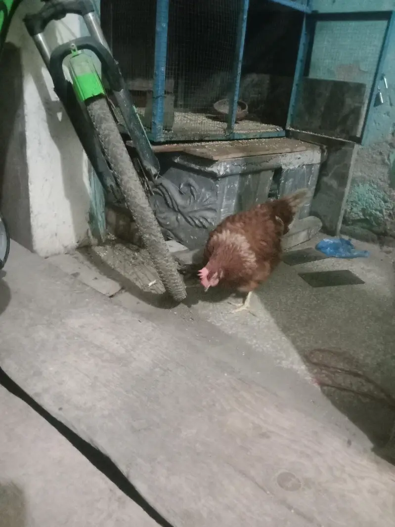 lohman 2 hen — photo 5