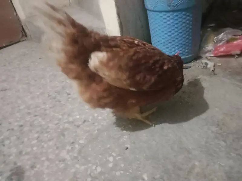 lohman 2 hen — photo 6
