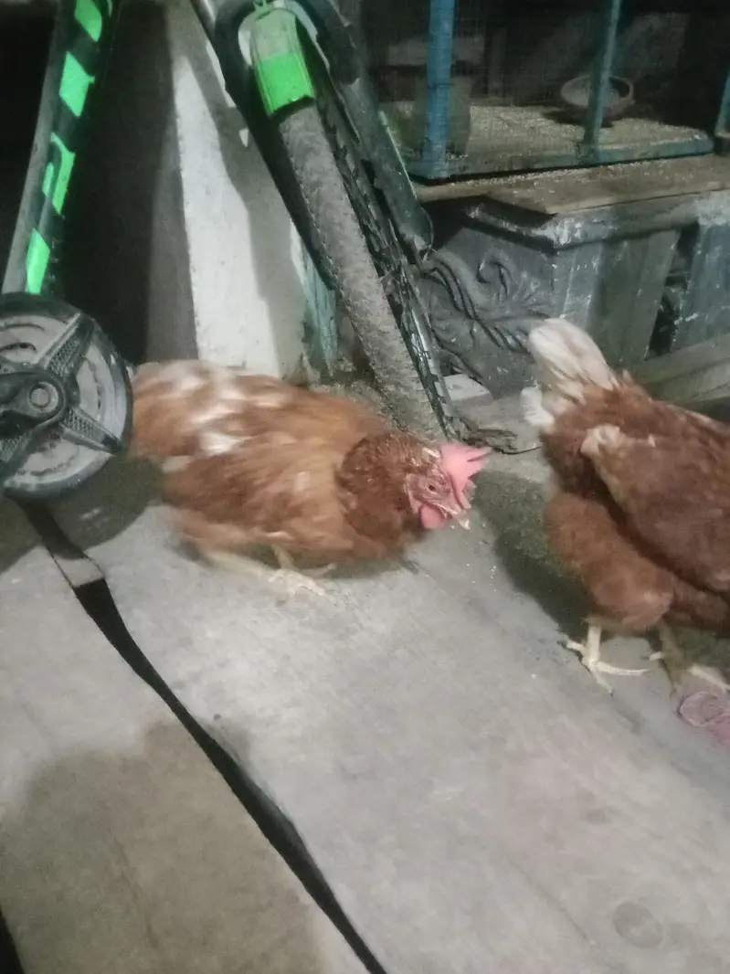 lohman 2 hen — photo 7