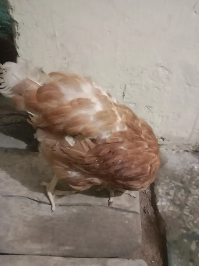 lohman 2 hen — photo 8
